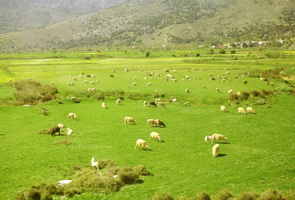 Herd of sheep grazing in the mountains on meadow — Stock Photo, Image