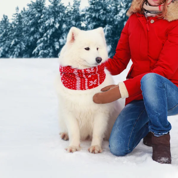 Samoyed λευκό σκυλί το χειμώνα την ημέρα των Χριστουγέννων με τη δείτε ιδιοκτήτη γυναίκα — Φωτογραφία Αρχείου