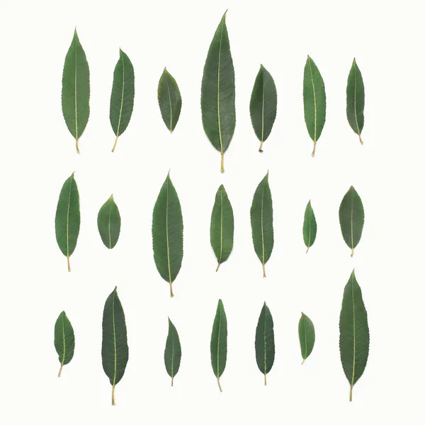 绿叶植物柳树上白色的背景，顶级六孤立 — 图库照片
