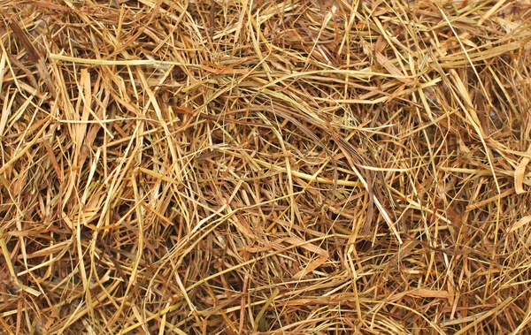 Hay texture closeup abstract background — Stock Photo, Image