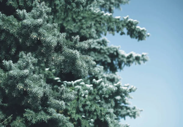 Téli havas fa fenyő ága az erdő közelkép, fagyasztott b — Stock Fotó
