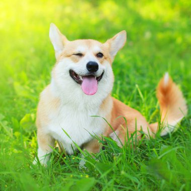 Güneşli toplamı çimlere oturup mutlu köpek Galce Corgi Pembroke