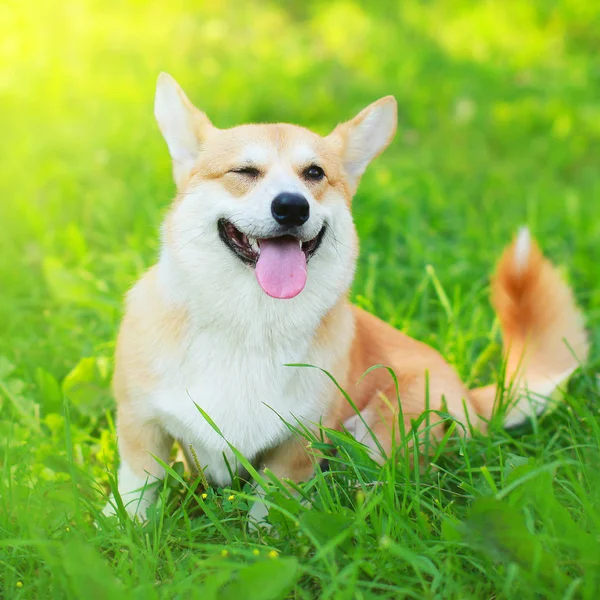 Güneşli toplamı çimlere oturup mutlu köpek Galce Corgi Pembroke