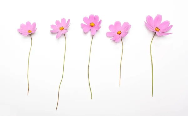 Cinco flores rosadas aisladas sobre un fondo blanco — Foto de Stock