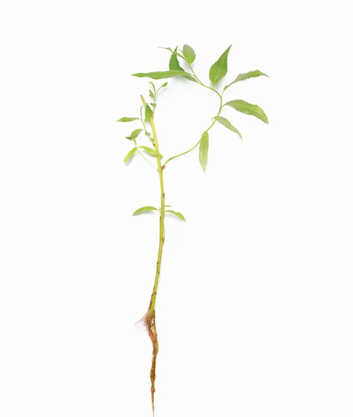 Zielona roślina sadzonka wierzba, łodyga i liście na białym tle na w — Zdjęcie stockowe