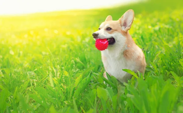Perro feliz galés Corgi Pembroke sobre hierba jugando con pelota en suma — Foto de Stock