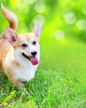 Mutlu köpek Galce Corgi Pembroke çim yaz gün