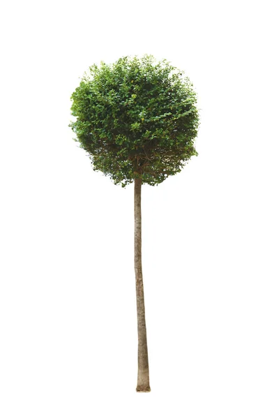 Decoratieve kleine boom geïsoleerd op een witte achtergrond — Stockfoto