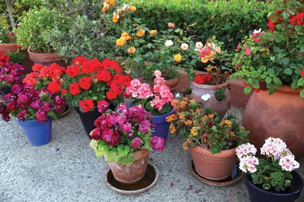 Ogrodnictwo, kwiatów i dekoracji koncepcja - wiele kwiatów w fl — Zdjęcie stockowe