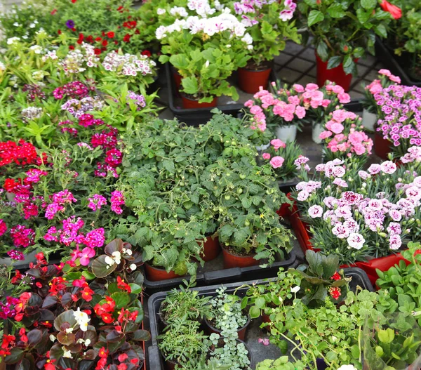 Ogrodnictwo, kwiaty i sprzedaż koncepcja - zbliżenie Sadzonki kwiatów — Zdjęcie stockowe