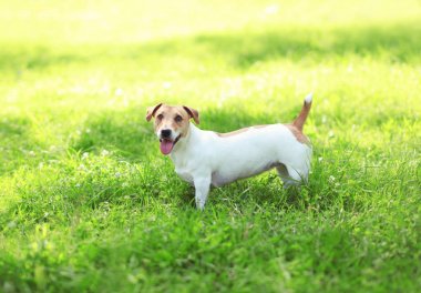 Mutlu Jack Russell Terrier köpek yaz sunn, yeşil çimenlerin üzerinde