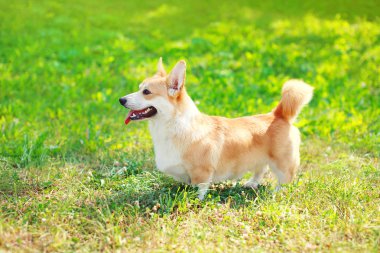 Profil köpek Galce Corgi Pembroke yaz çimenlerin üzerinde yürüyüş 