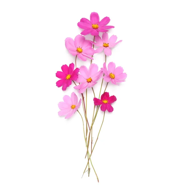 Розовые симпатичные цветки на белом фоне, плоские — стоковое фото