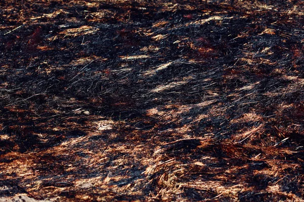 Closeup burned dry grass or field background — Stock Photo, Image