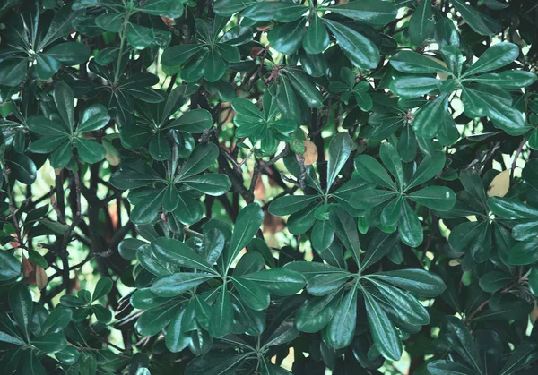 Las hojas verdes naturales de un arbusto tropical se acercan. Naturaleza backgro — Foto de Stock