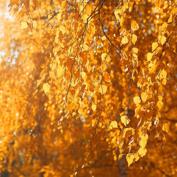 Close up autumn branche of a tree with yellow leaves — Stock Photo, Image