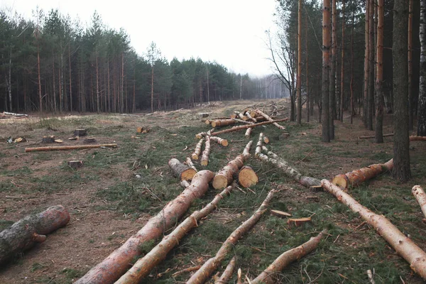 环境、自然和毁林森林-- --砍伐树木 — 图库照片