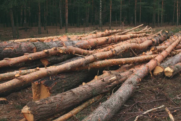 Umwelt, Natur und Entwaldung - Abholzung von Bäumen — Stockfoto
