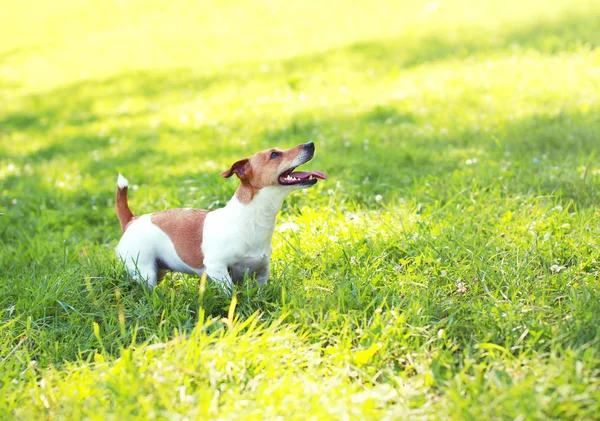 Jack Russell Terrier perro jugando en la hierba verde en verano su — Foto de Stock