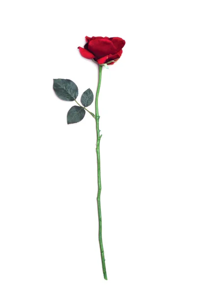 Ο κόκκινος αυξήθηκε λουλούδι απομονωθεί σε λευκό φόντο — Φωτογραφία Αρχείου
