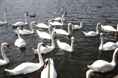  Birçok beyaz kuğu yüzmek