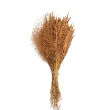 Beyaz bir arka plan üzerinde izole kuru alan bitkiler