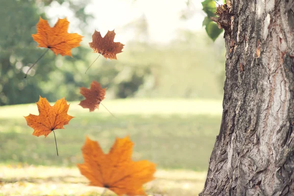 Fondo autunnale, albero con foglie d'acero giallo volante, c vuoto — Foto Stock