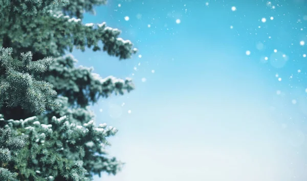 Christmas tree pokryte śniegiem tło, latający płatki śniegu o — Zdjęcie stockowe