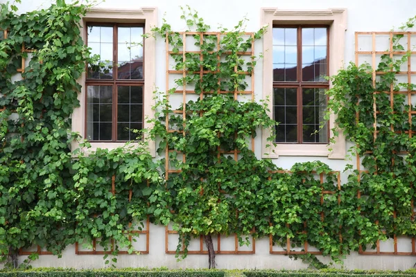 Fachada de casa con fondo de plantas de decoración verde — Foto de Stock