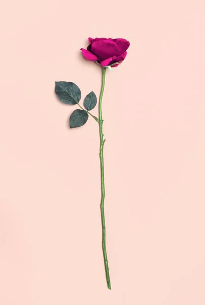 Rosa roseblomst isolert på hvit bakgrunn – stockfoto