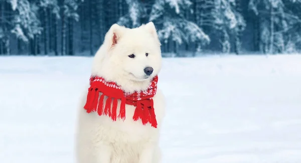 Winter portrait white Samoyed dog in red scarf sits on snow in w — Stock Photo, Image