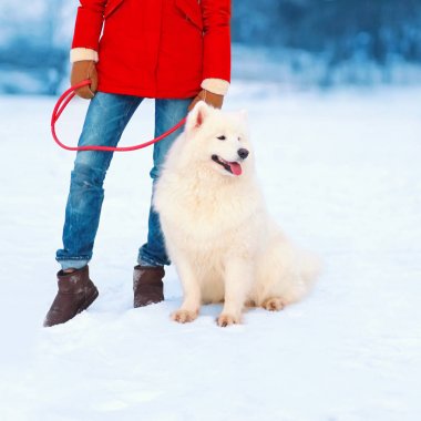 Beyaz Samoyed köpek tasma kadın sahibi ile kış gününde 