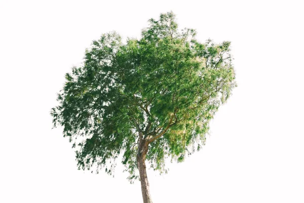 Зеленое дерево на белом фоне — стоковое фото