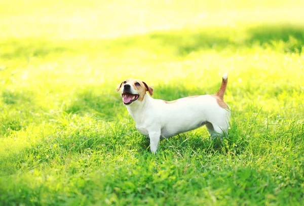 Jack Russell Terrier köpek yaz güneşli gün, yeşil çimenlerin üzerinde