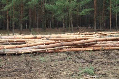 Çevre, doğa ve ormanların yok olması - ağaçların kesilmesi
