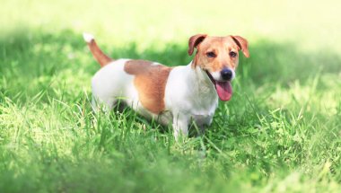 Jack Russell Terrier köpek güneşli bir bahar çimenlerin üzerinde