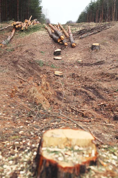 Umwelt, Natur und Entwaldung - Abholzung von Bäumen — Stockfoto