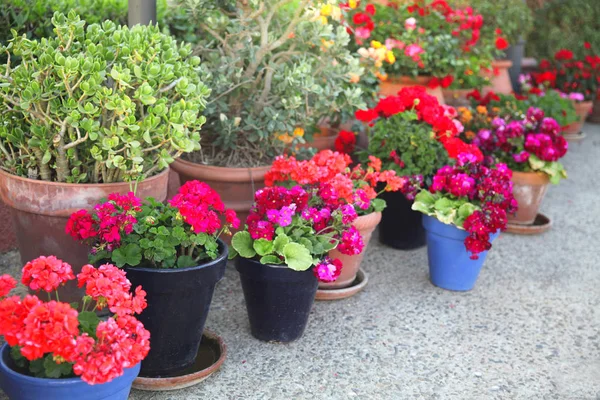 Giardinaggio, fiori, concetto di decorazione - molti fiori in un fiore — Foto Stock