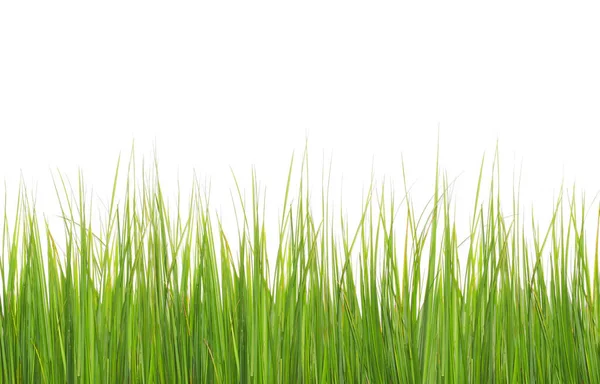 Green long grass isolated on a white background — Stock Photo, Image