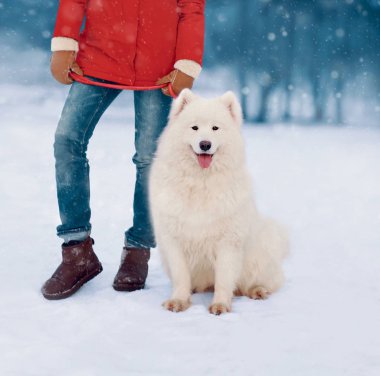 Sahibi Winte 'de tasmalı genç beyaz Samoyed köpeği tutuyor.