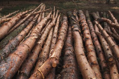Çevre, doğa ve ormanların yok olması - ağaçların kesilmesi