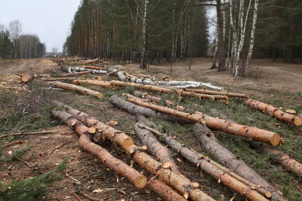 Milieu Natuur Ontbossing Bos Kappen Van Bomen — Stockfoto