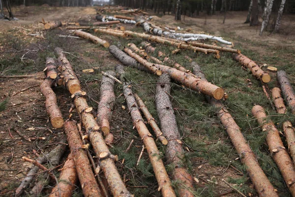 Ambiente Natureza Floresta Desflorestação Abate Árvores — Fotografia de Stock