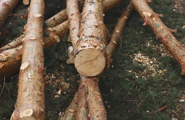 Umwelt Natur Und Entwaldung Abholzung Von Bäumen — Stockfoto