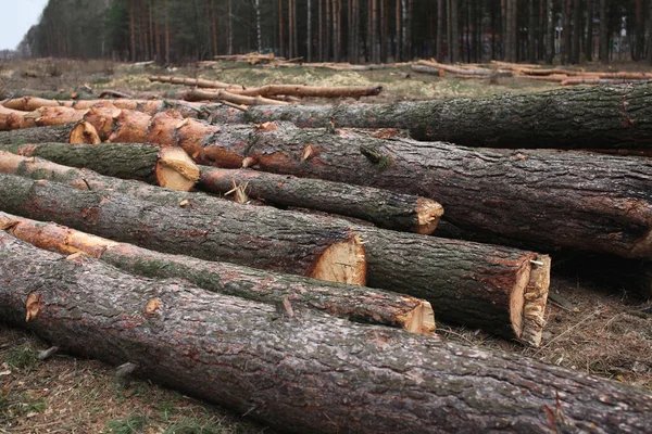 Environment Nature Deforestation Forest Felling Trees — Stock Photo, Image