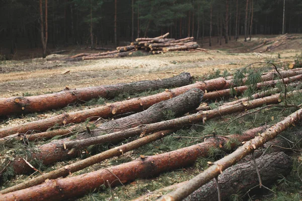 Környezetvédelem Természet Erdőirtás Fakitermelés — Stock Fotó