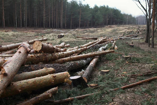 Environment Nature Deforestation Forest Felling Trees — Stock Photo, Image