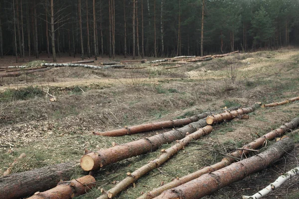 Environment Nature Deforestation Forest Felling Trees — Stock Photo, Image