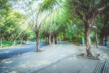 Bir ağaçtan aşağıya doğru bakan yol mesafeye doğru.