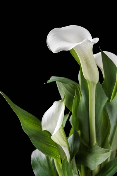 Lindos lírios brancos calla com folhas verdes sobre fundo preto — Fotografia de Stock
